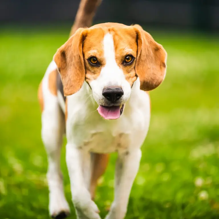 Tipps für Seniorhunde