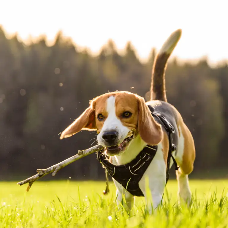 Tipps für Seniorhunde