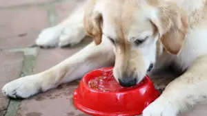 Nierenerkrankung beim Hund